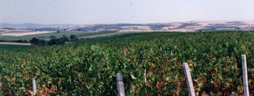 Boutari land fields
