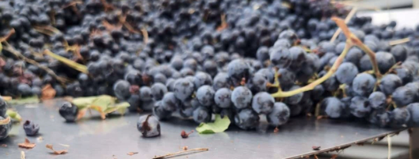 Chatzivariti grapes