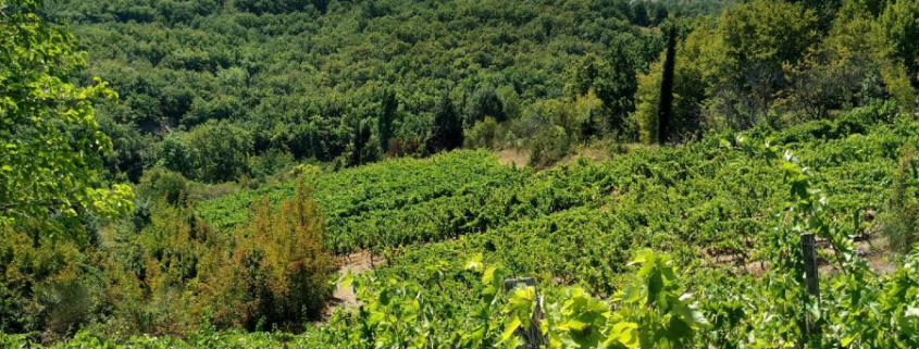 Chatzivariti land fields
