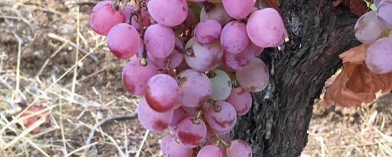 Tatsi land fields grapes
